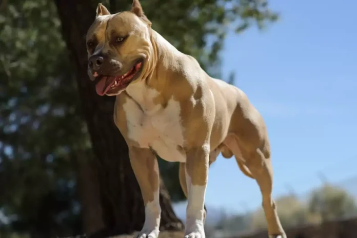 american-pit-bull-terrier